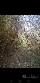 terreno agricolo biologico 