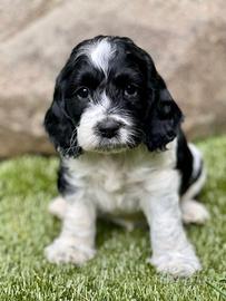 Cane Cockapoo nano