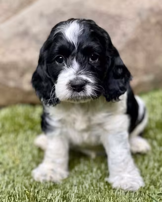 Cane Cockapoo nano