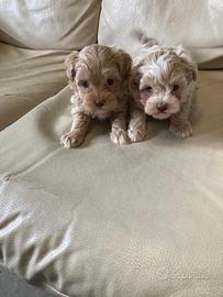 Cucciole di Maltipoo