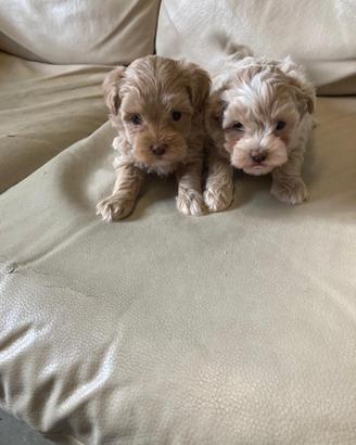 Cucciole di Maltipoo