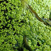 Piante acquario Lemna Minor