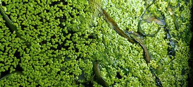 Piante acquario Lemna Minor