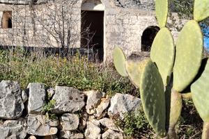 Esclusivo investimento: trulli di pregio e uliveto