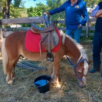 Pony castrone domato a sella