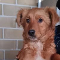 Merlino cucciolo