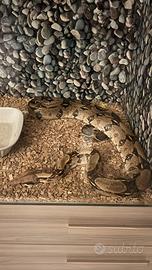 Serpente Boa compreso di Teca (Terraio)