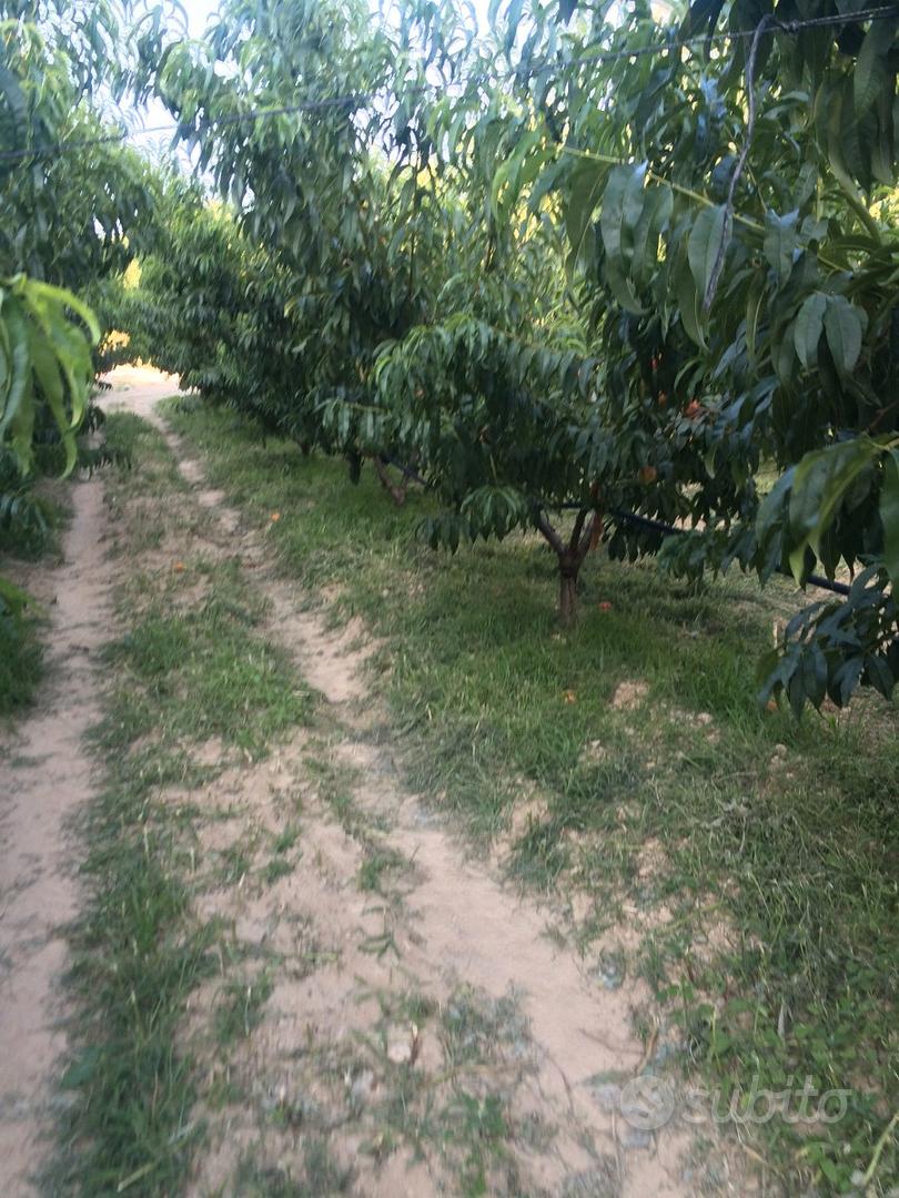 Terreno agricolo - Vista 3