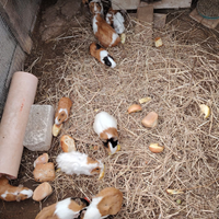 Cuccioli di cavia o porcellino d india