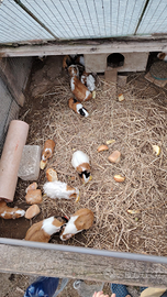 Cuccioli di cavia o porcellino d india