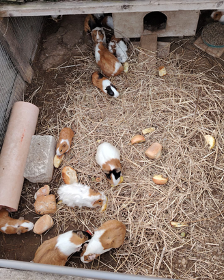 Cuccioli di cavia o porcellino d india