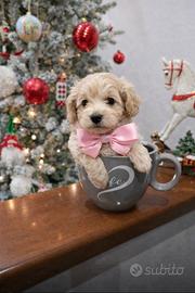 Maltipoo toy ECCEZIONALI