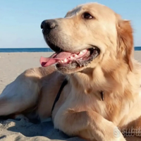 Golden retriever 14 mesi linea americana