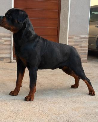 Cuccioli di rottweiler