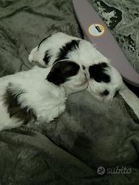 Shih tzu