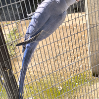 Parrocchetto dal collare