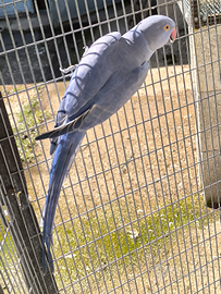 Parrocchetto dal collare