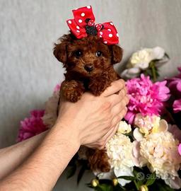 Cucciola barboncina toy red