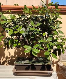 Bonsai