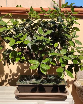 Bonsai