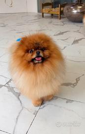 ACCOPPIAMENTO Volpino pomerania monta Campione