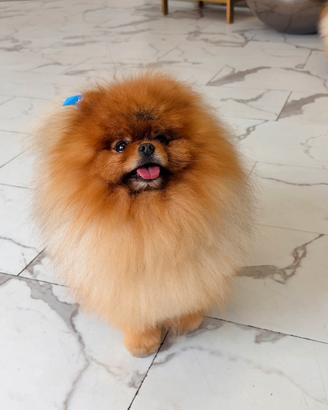 ACCOPPIAMENTO Volpino pomerania monta Campione