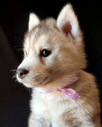 Siberian husky cucciolata con pedigree