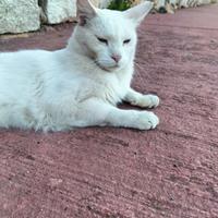 Gatta meravigliosa dalla casa alla strada