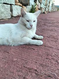 Gatta meravigliosa dalla casa alla strada