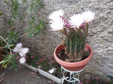 CACTUS da FIORE "GARANTITO" tutte le dimensioni