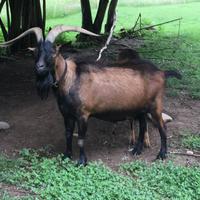 Becco giovane camosciato