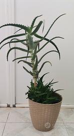 pianta in vaso aloe arborescens 