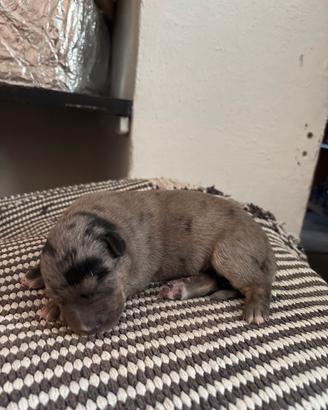 Cuccioli cane grande
