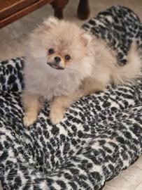 Spitz di Pomerania