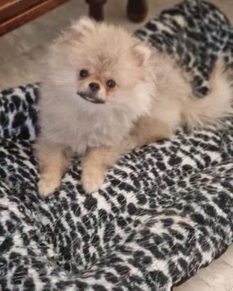 Spitz di Pomerania
