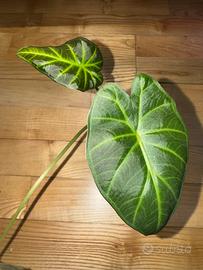 Alocasia regal shield