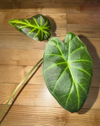 Alocasia regal shield