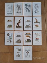 Litografie dipinte a mano Batelli Zoologia