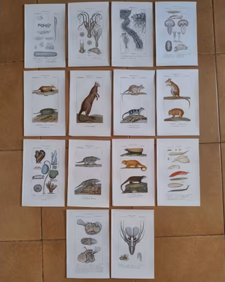 Litografie dipinte a mano Batelli Zoologia