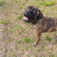 Cane Corso purissimo