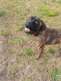 Cane Corso purissimo