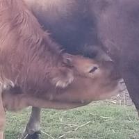 Mamma incrocio pezzata rossa e piemontese al primo