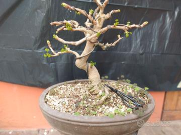 BONSAI GINKO BILOBA -
