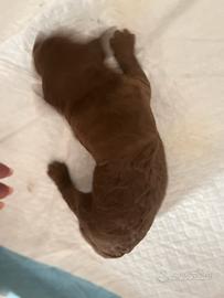 Cuccioli di Barboncino Nano Red