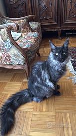 Maine Coon Black smoke disponibile per monte