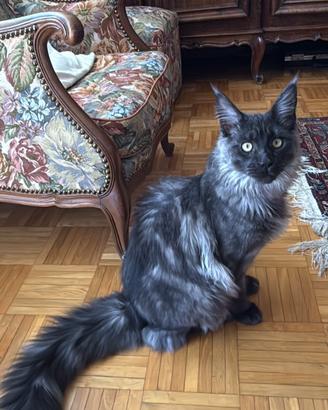 Maine Coon Black smoke disponibile per monte