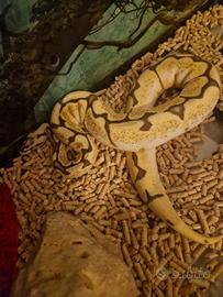 Pitone reale /pithon regus