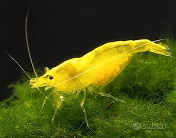 Ampullarie e caridine