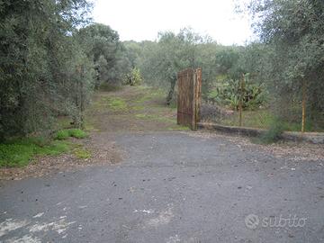 TERRENO Agricolo 8.600 mq a Belpasso