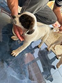 Pastore dell'Asia centrale